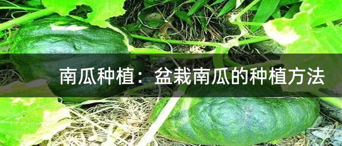 南瓜种植：盆栽南瓜的种植方法