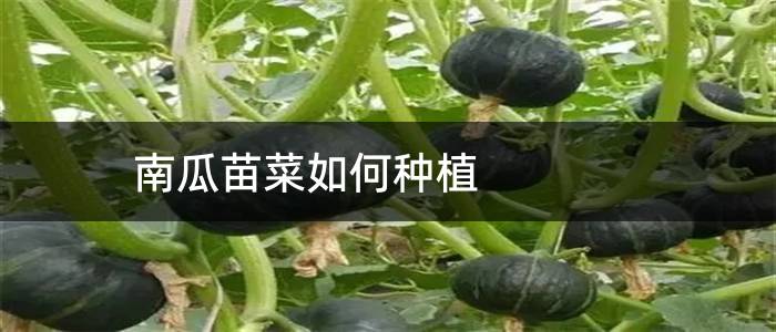 南瓜苗菜如何种植