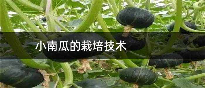 小南瓜的栽培技术