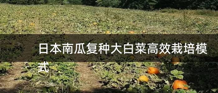 日本南瓜复种大白菜高效栽培模式