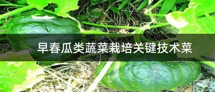 早春瓜类蔬菜栽培关键技术菜