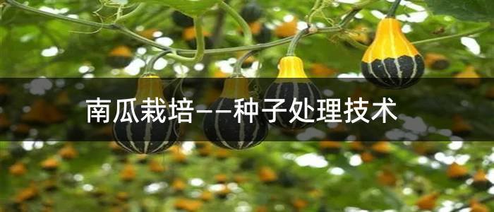 南瓜栽培——种子处理技术