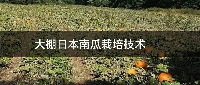 大棚日本南瓜栽培技术