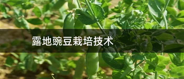 露地豌豆栽培技术