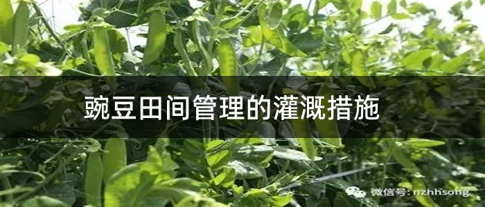豌豆田间管理的灌溉措施