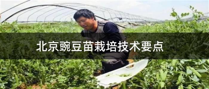 北京豌豆苗栽培技术要点