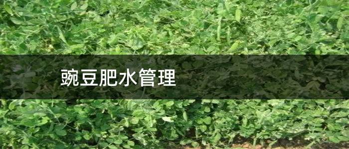豌豆肥水管理