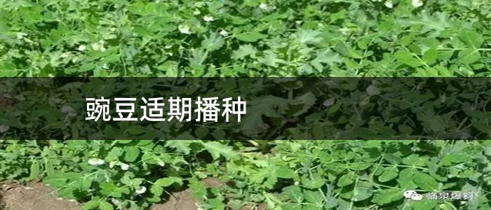 豌豆适期播种