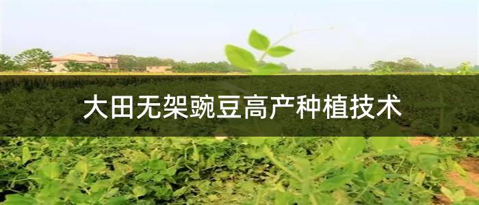 大田无架豌豆高产种植技术