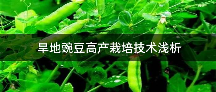 旱地豌豆高产栽培技术浅析