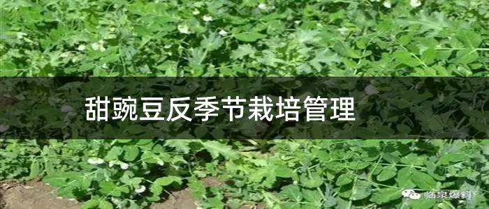甜豌豆反季节栽培管理