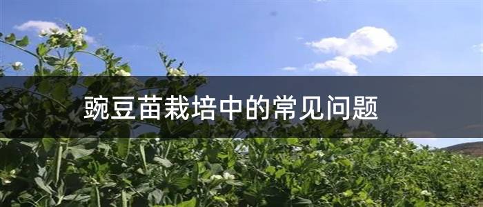豌豆苗栽培中的常见问题