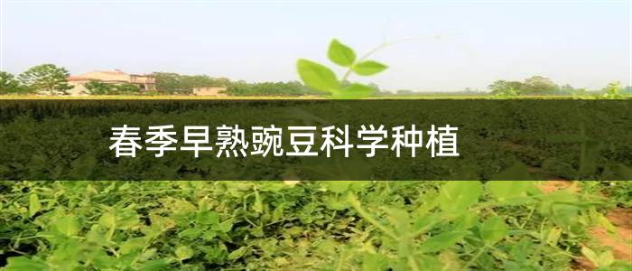 春季早熟豌豆科学种植