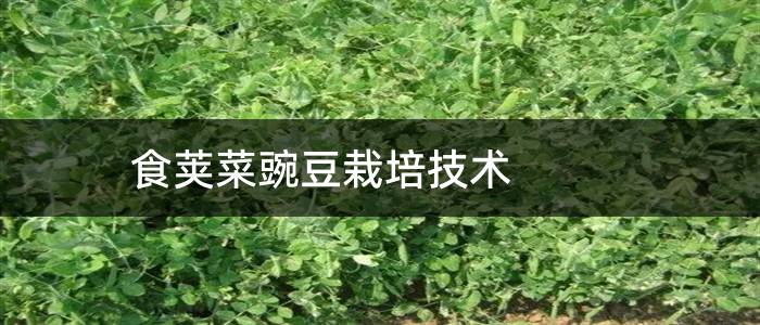 食荚菜豌豆栽培技术