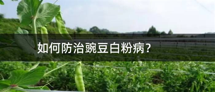 如何防治豌豆白粉病？