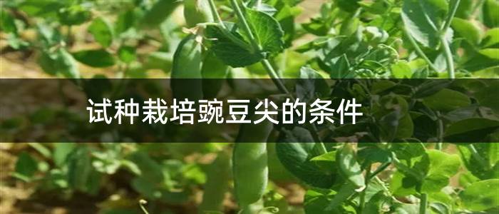 试种栽培豌豆尖的条件