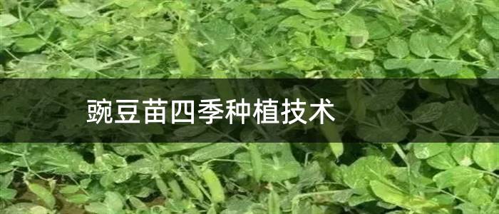 豌豆苗四季种植技术
