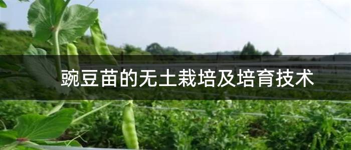 豌豆苗的无土栽培及培育技术