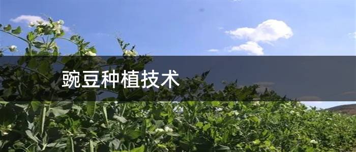 豌豆种植技术