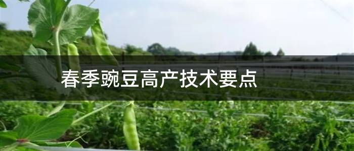 春季豌豆高产技术要点