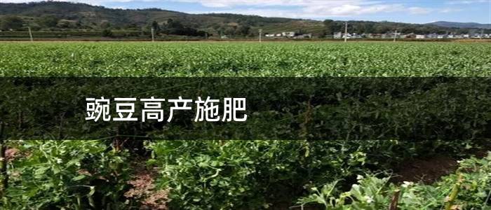 豌豆高产施肥