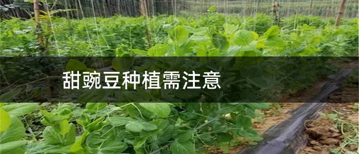 甜豌豆种植需注意
