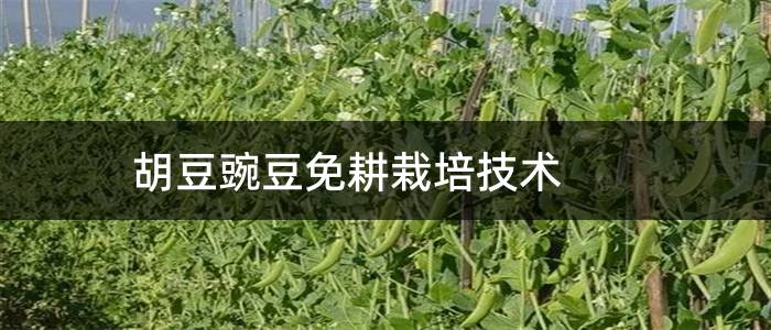 胡豆豌豆免耕栽培技术