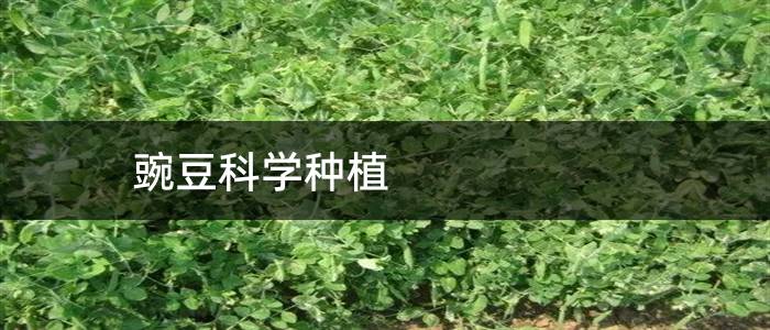 豌豆科学种植