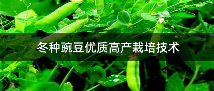 冬种豌豆优质高产栽培技术