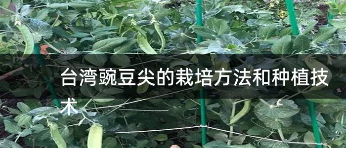 台湾豌豆尖的栽培方法和种植技术