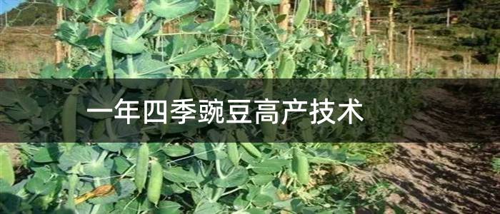 一年四季豌豆高产技术