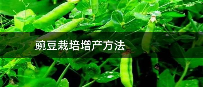 豌豆栽培增产方法
