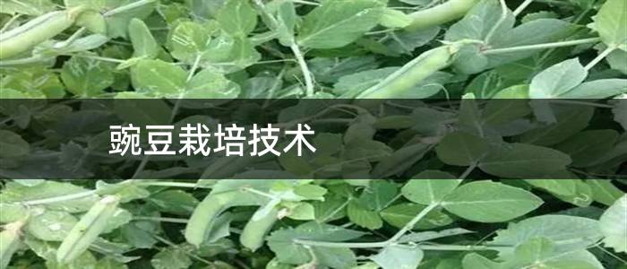 豌豆栽培技术