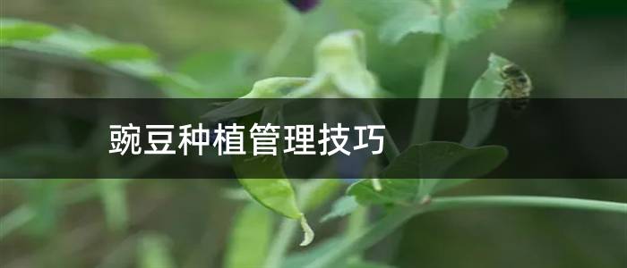 豌豆种植管理技巧
