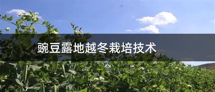 豌豆露地越冬栽培技术