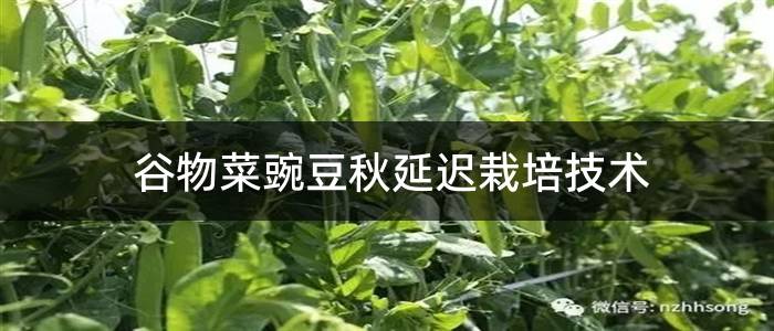 谷物菜豌豆秋延迟栽培技术