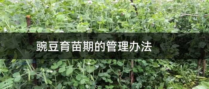 豌豆育苗期的管理办法