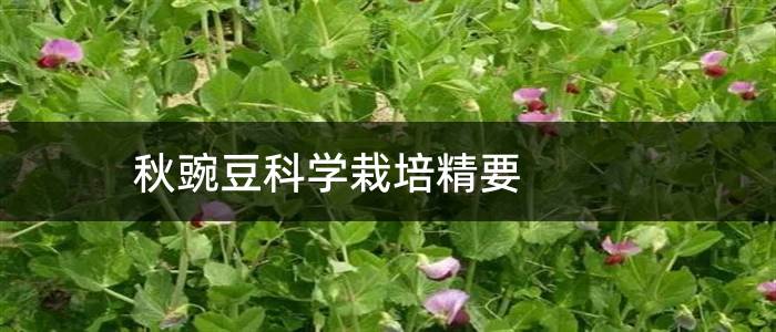 秋豌豆科学栽培精要
