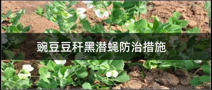 豌豆豆秆黑潜蝇防治措施