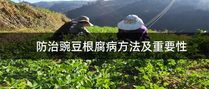 防治豌豆根腐病方法及重要性
