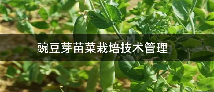 豌豆芽苗菜栽培技术管理