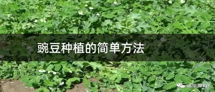 豌豆种植的简单方法