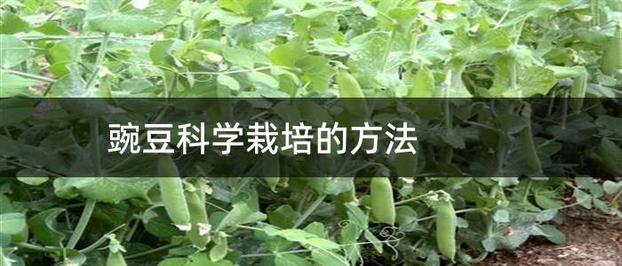 豌豆科学栽培的方法