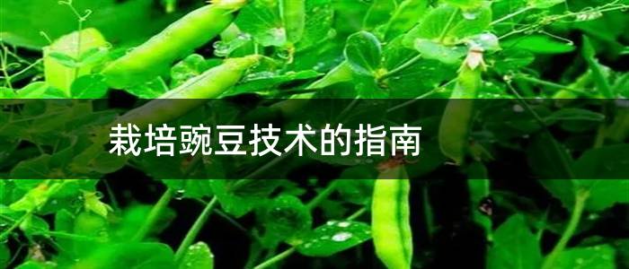 栽培豌豆技术的指南