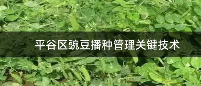 平谷区豌豆播种管理关键技术