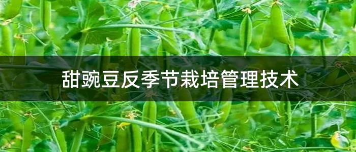甜豌豆反季节栽培管理技术