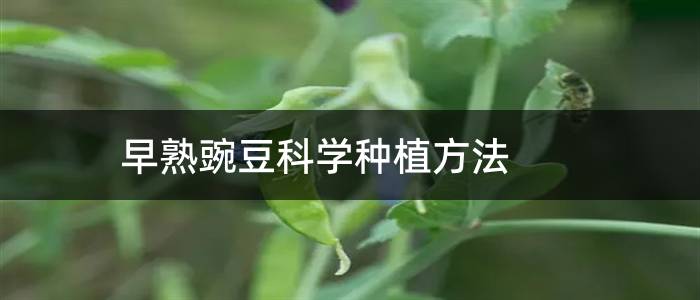 早熟豌豆科学种植方法