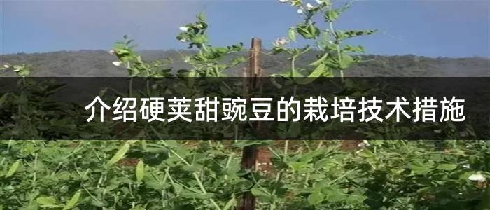 介绍硬荚甜豌豆的栽培技术措施