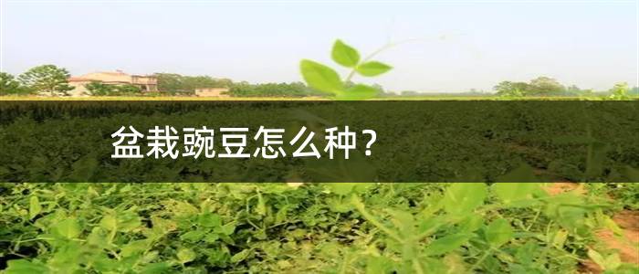 盆栽豌豆怎么种？