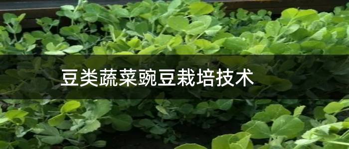 豆类蔬菜豌豆栽培技术